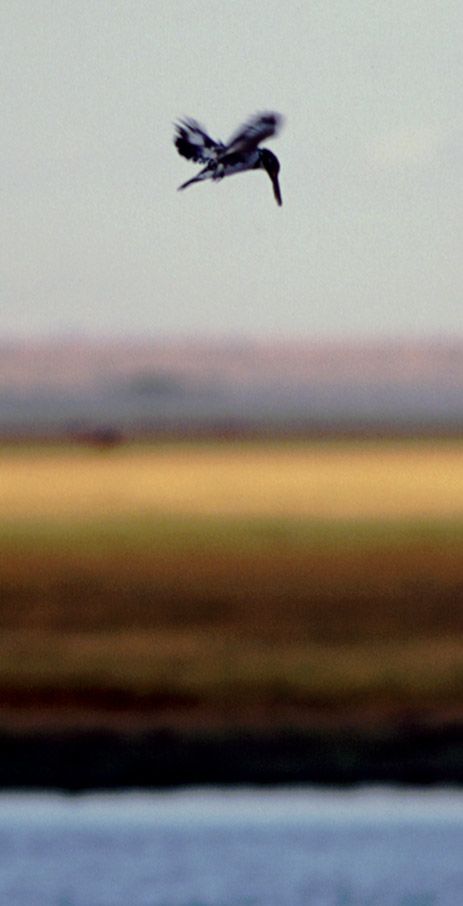 Kingfisher - Amboseli